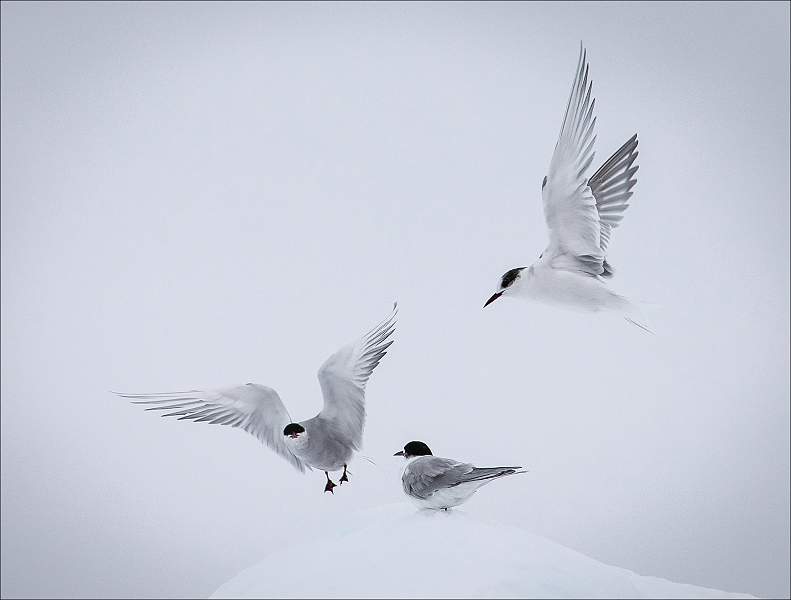 i1102.jpg - Antarctic tern trio