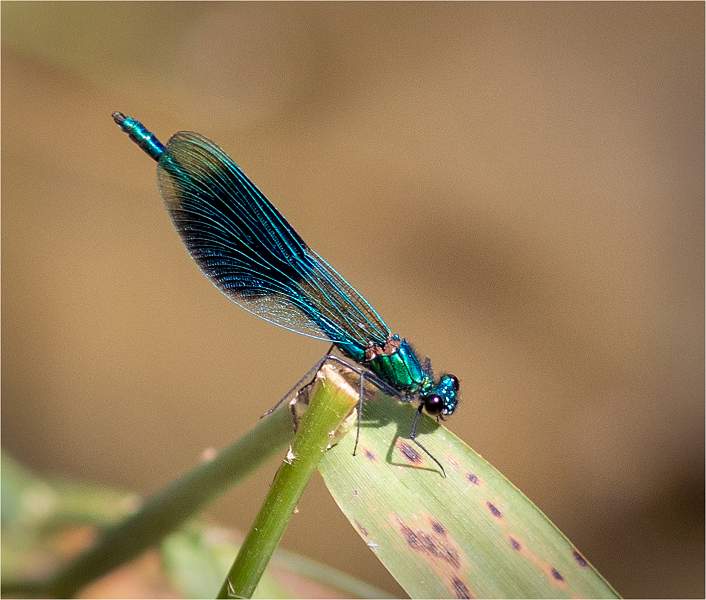 i1103.jpg - Banded demoiselle