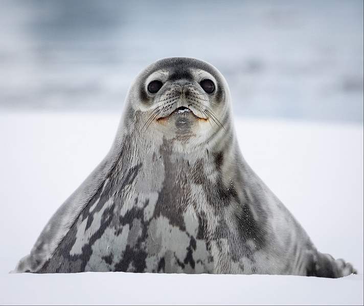 i1109.jpg - Weddell Seal