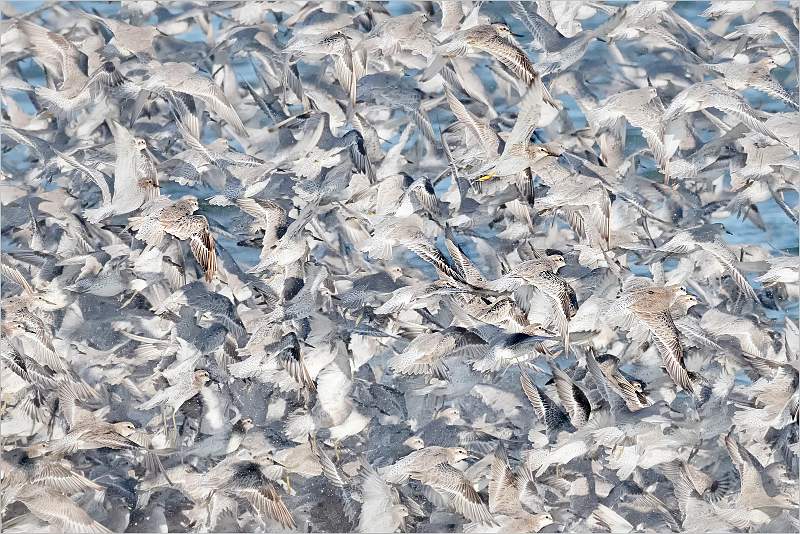 i0805.jpg - Flurry of Knots