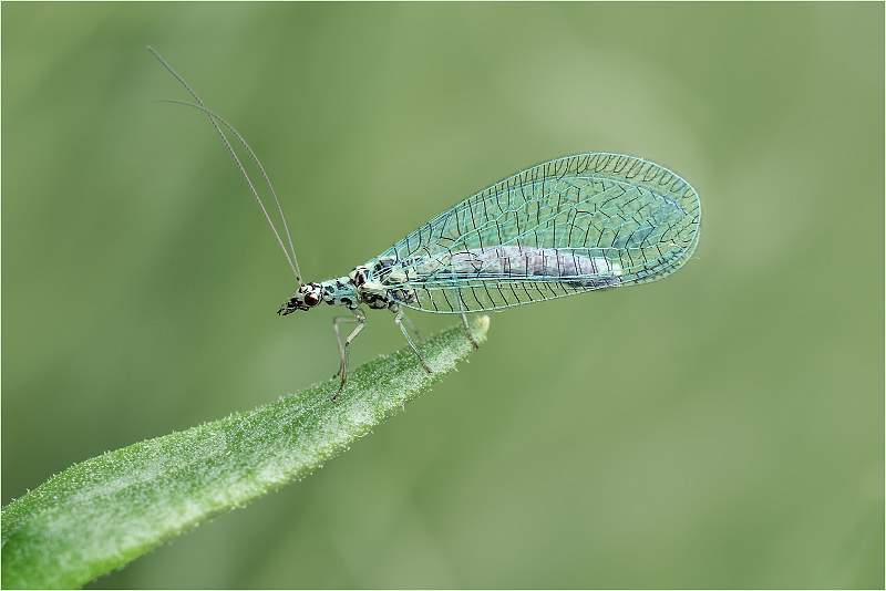 i0807.jpg - Lacewing