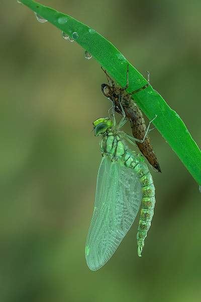 Southern Hawker strengthening its wings_David Schenck.jpg - Mallet Cup (Natural Hisory) - Southern Hawker Strengthening Wings - David Schenck 