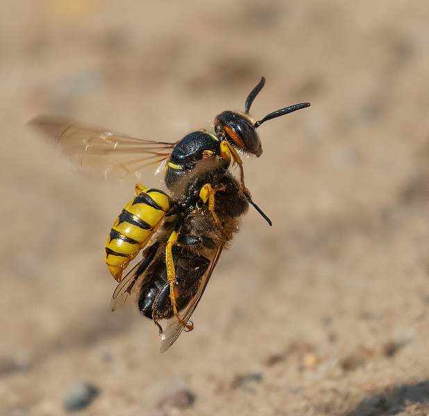 Beewolf wasp with honeybee_Charles Whitfield-King.jpg