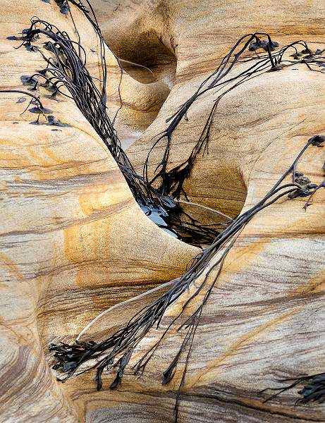 Curves and Seaweed_Alison Hance.jpg