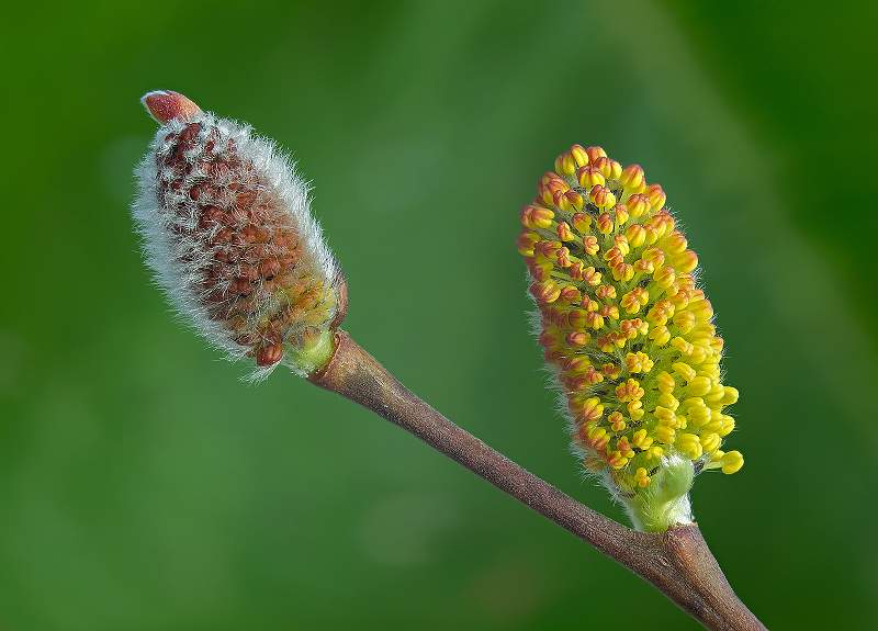 Goat Willow Catkin and Flower_David Schenck.jpg
