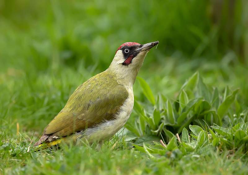 Green Woodpecker_David Schenck.jpg