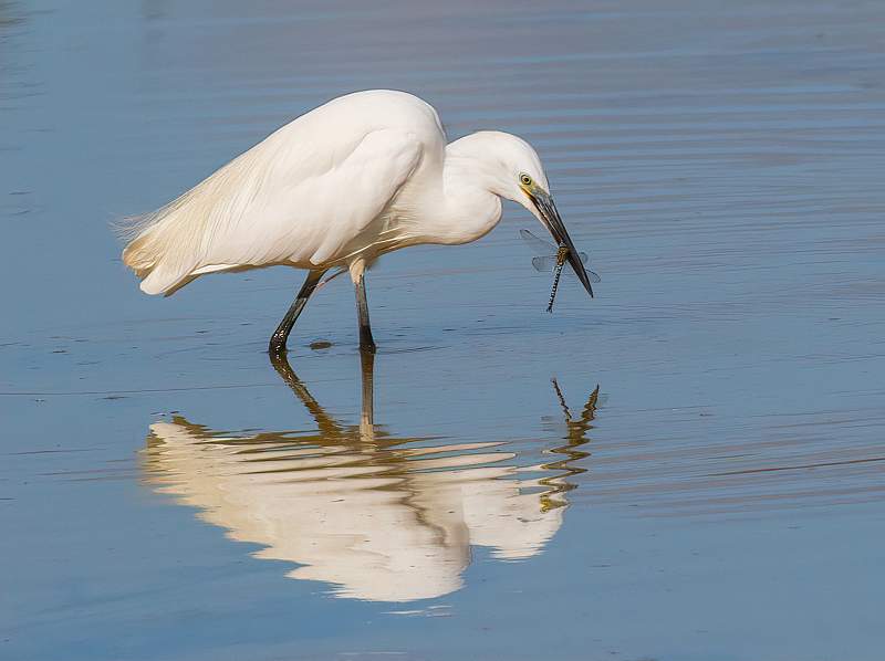 Little Egret with Migrant hawker_Charles Whitfield-King.jpg