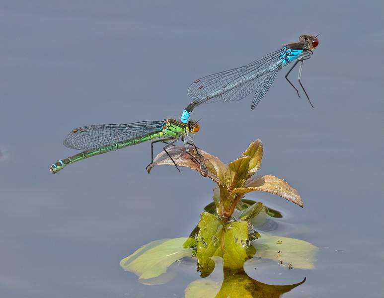 Red eyed Damselflies Paired_Charles Whitfield-King.jpg