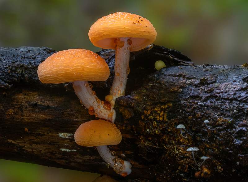 Rhodotus palmatus_Charles Whitfield-King.jpg