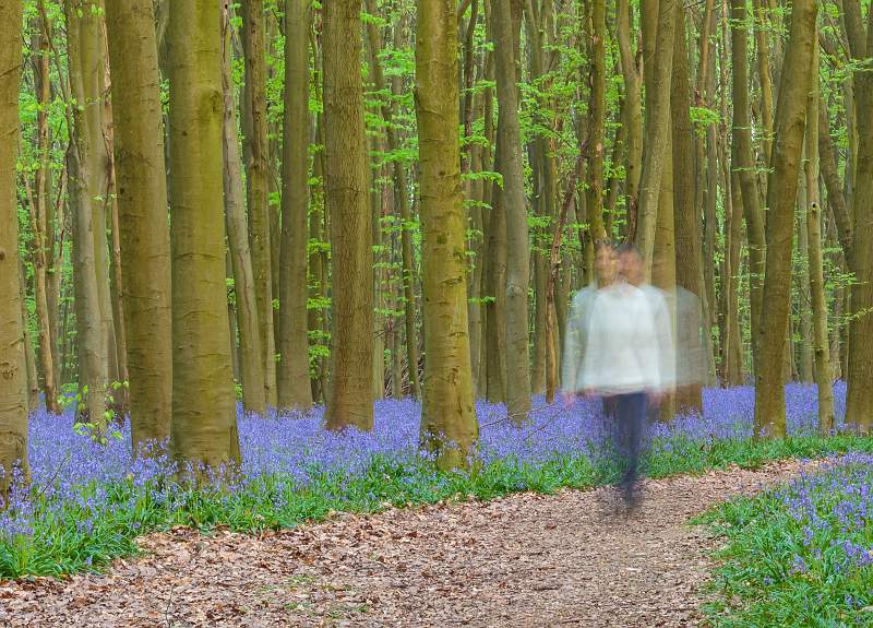 Spirit of the bluebells_Dennis Kell.jpg