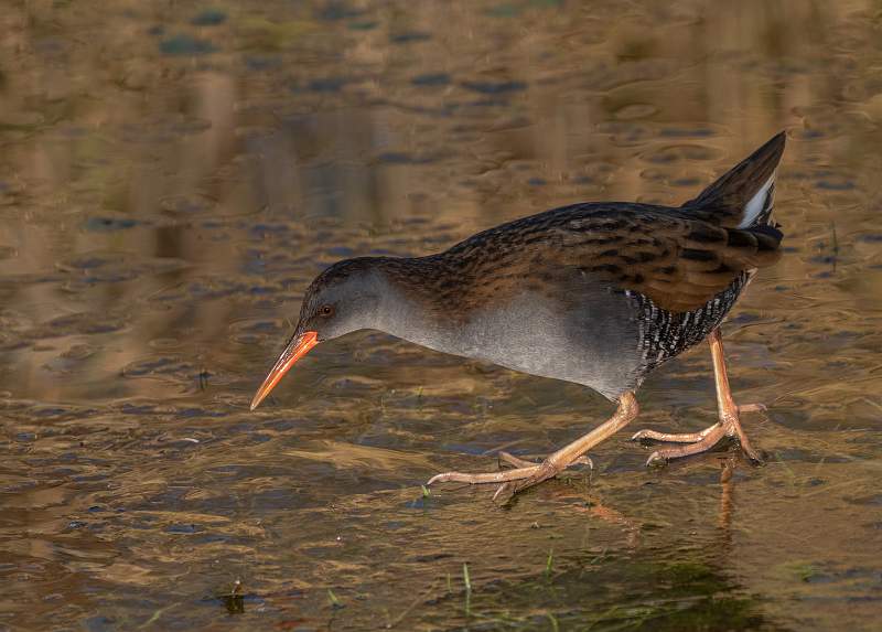 Water Rail on ice_Charles Whitfield-King.jpg