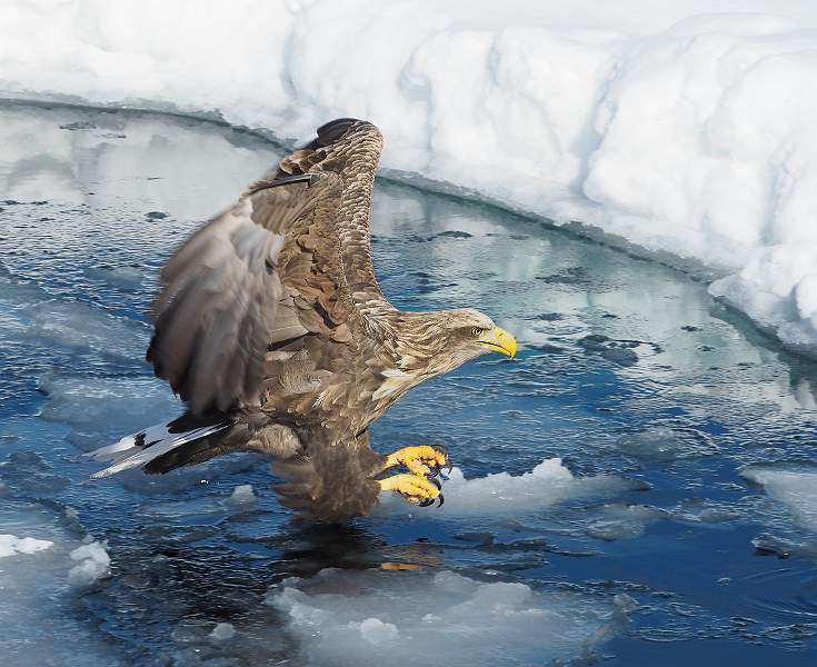 White Tailed Eagle_David Robinson.jpg