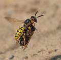 Beewolf wasp with honeybee_Charles Whitfield-King