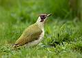 Green Woodpecker_David Schenck