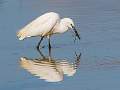Little Egret with Migrant hawker_Charles Whitfield-King