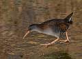 Water Rail on ice_Charles Whitfield-King