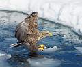 White Tailed Eagle_David Robinson