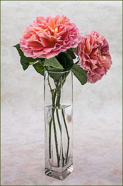 Abahram Darby Roses in Vase_Barry Freeman.jpg - Abraham Dardy Rose in Vase