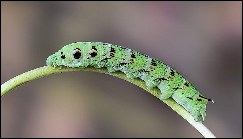 Caterpillar of the Elephant Hawk Moth_Matthew Clarke.jpg - Catterpillar of the Elephant Hawk Moth