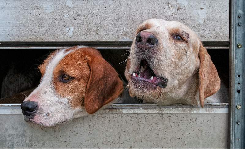 Foxhound couple.jpg - Foxhound couple