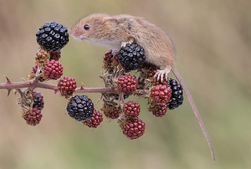 IDPS 2020 Blackberry Picking.jpg - Blackberry Picking