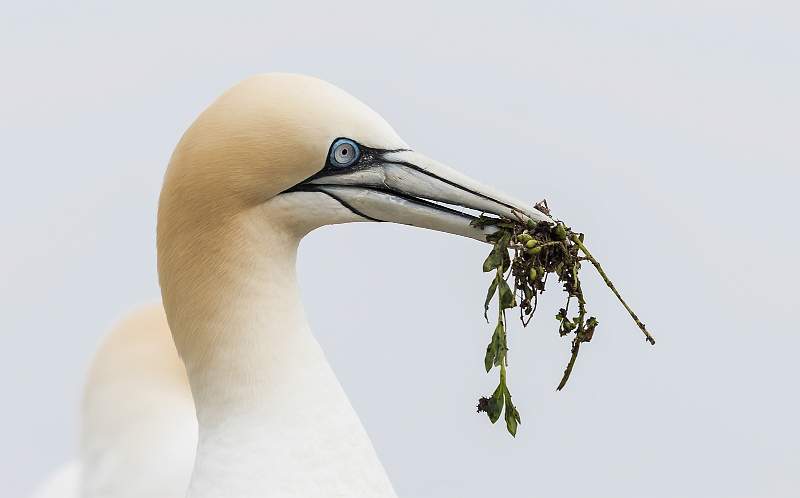 IDPS 2020 Gannet With Nesting Material.jpg - Gannet With Nesting Material