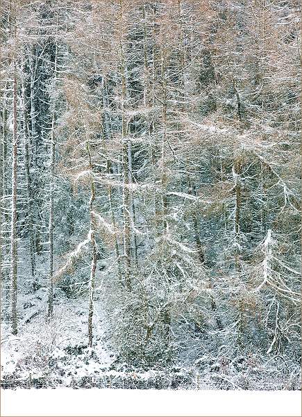 Larches During Snow Storm_David Kelly.jpg - Larches During Snow Storm