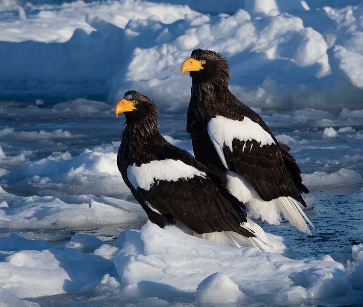Steller's Sea Eagle Pair.jpg - Steller's Sea Eagle Pair