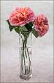 Abahram Darby Roses in Vase_Barry Freeman