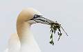 IDPS 2020 Gannet With Nesting Material