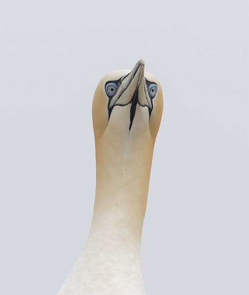 Gannet 1.jpg - Clover 1