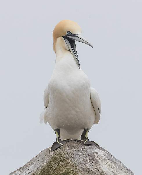 Gannet 2.jpg - Clover 2