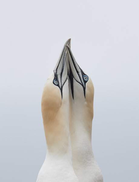 Gannet 3.jpg