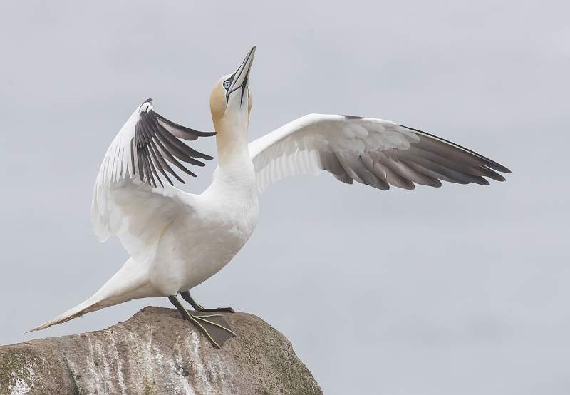 Gannet 5.jpg - Clover5