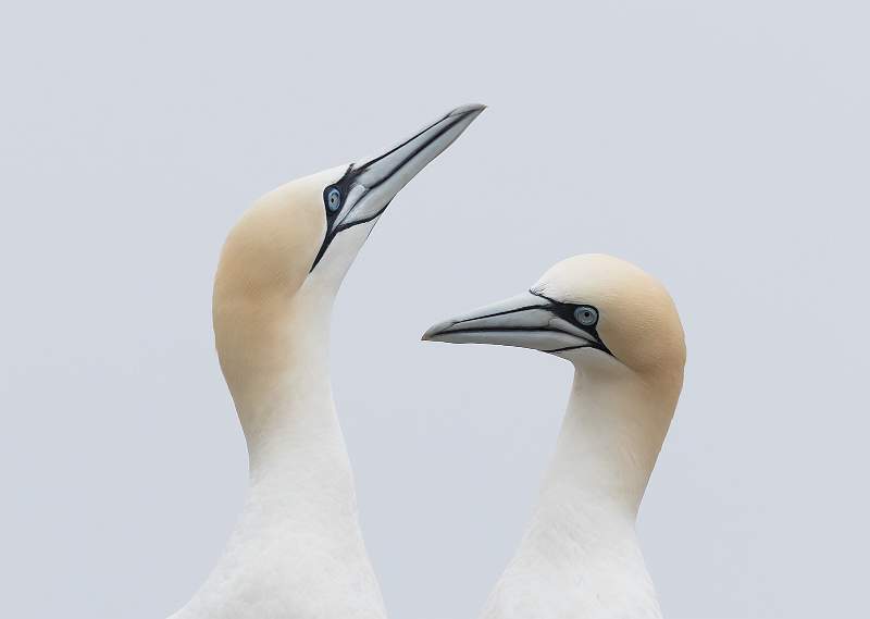 Gannet 6.jpg