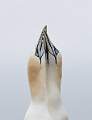 Gannet 3