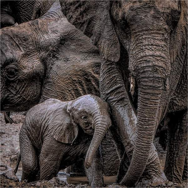 Help Me Out Mummy_Wendy Mann_CC3.jpg - Clover Cup