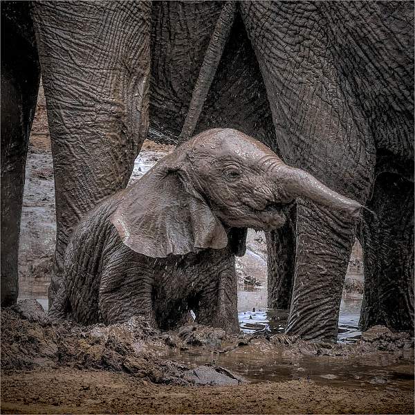 I Want to Go That-a-Way_Wendy Mann CC2.jpg - Clover Cup