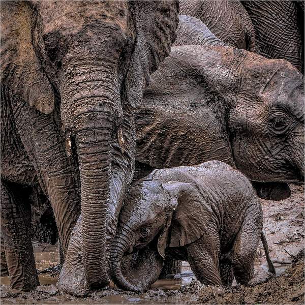 The Joy of a Mud Bath_Wendy Mann_CC1.jpg - Clover Cup