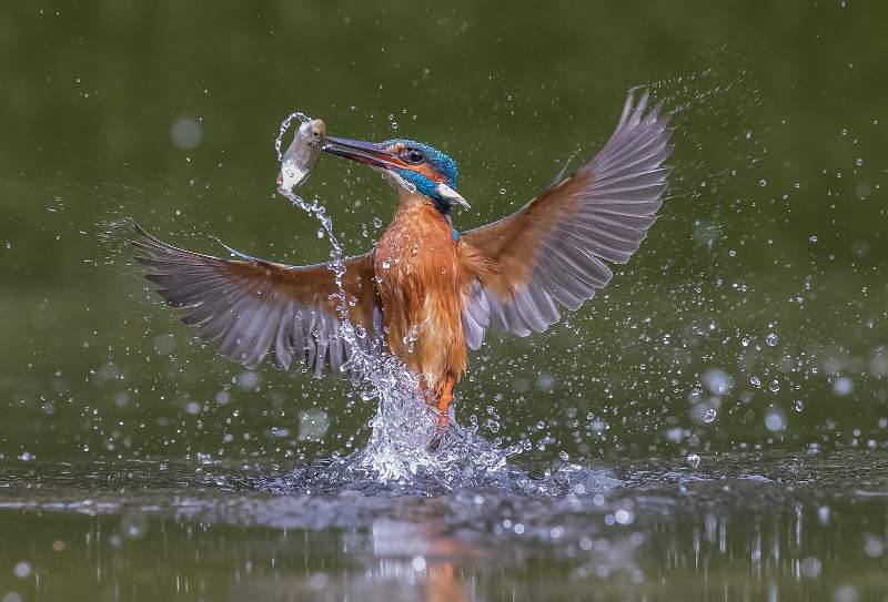 IDPS 2020 Kingfisher Emerging With Fish.jpg - Kingfisher Emerging With Fish
