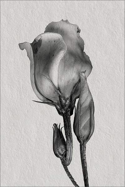 Lisianthus_Russell Hynard_set.i04.jpg - Lisianthus