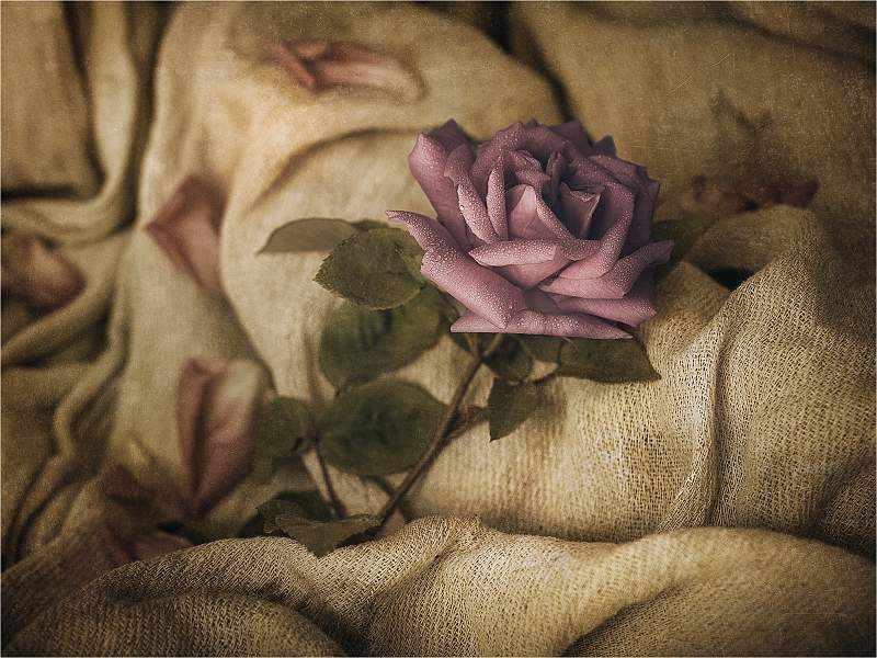 Pink Rose_Russell Hynard_set.i02.jpg - Pink Rose