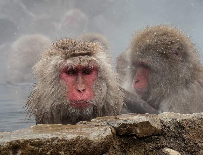 Snow Monkeys Grooming.jpg - Snow Monkeys Grooming