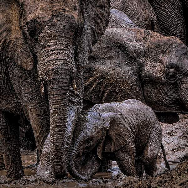 The Joy of a Mudbath_Wendy Mann.jpg - The Joy of a Mud Bath