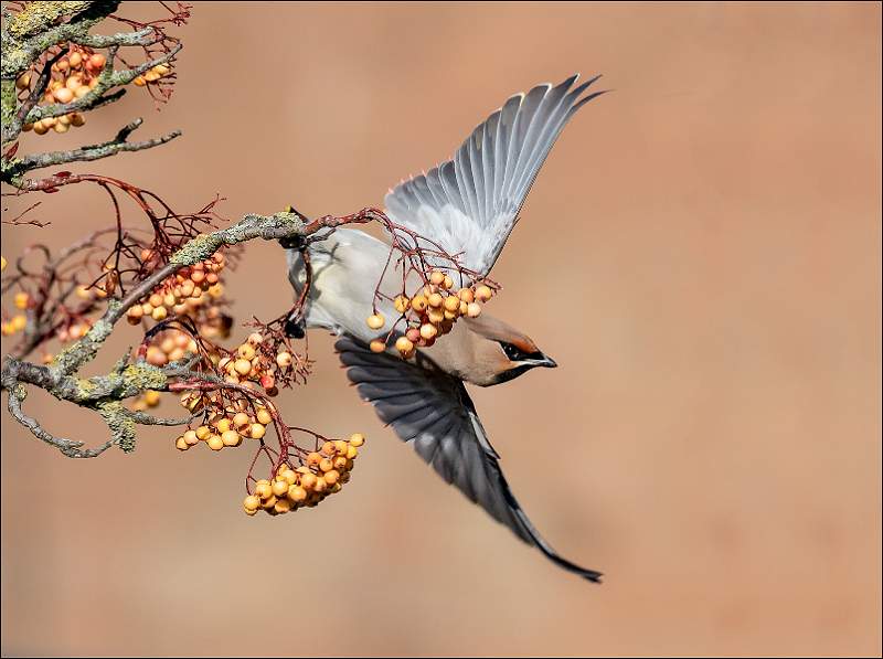 Waxwing.jpg - Waxwing