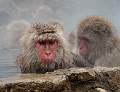 Snow Monkeys Grooming