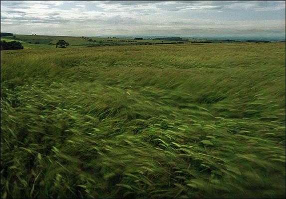 7WindsweptBarley.jpg
