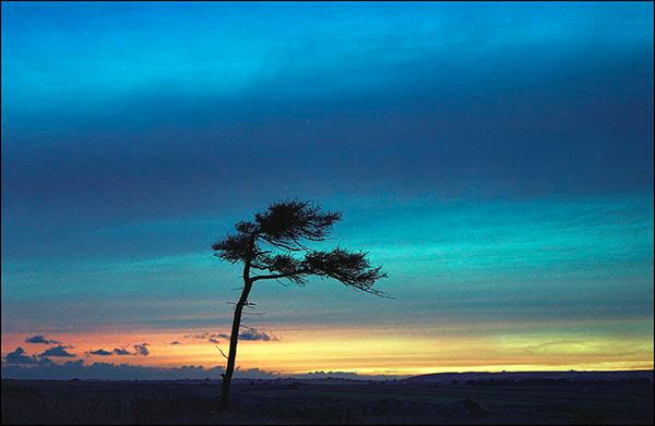 9LonelyTreeatTwilight.jpg