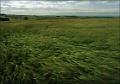 7WindsweptBarley
