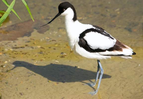 Avocet.jpg
